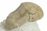 Illaenid Trilobite (Wossekia brevispina) Fossil - Rare Species #237027-3